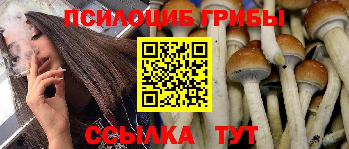 Галлюциногенные грибы Psilocybine cubensis Пятигорск